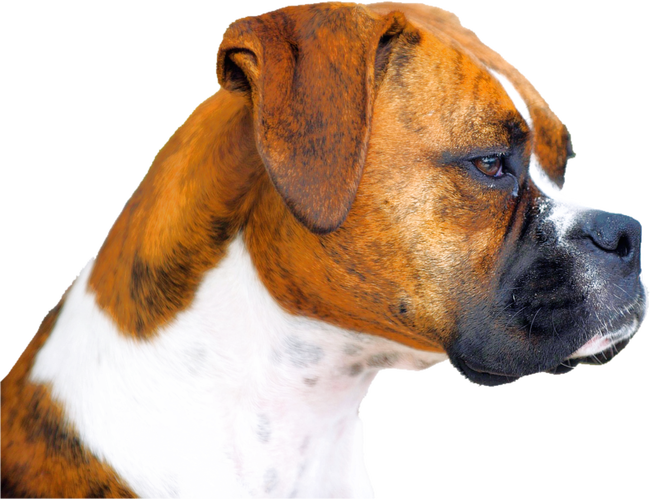 Boxer - kutyabarát minta