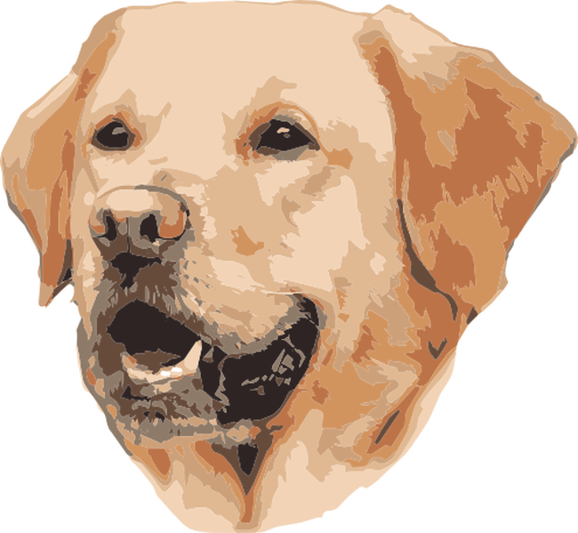 Labrador 
