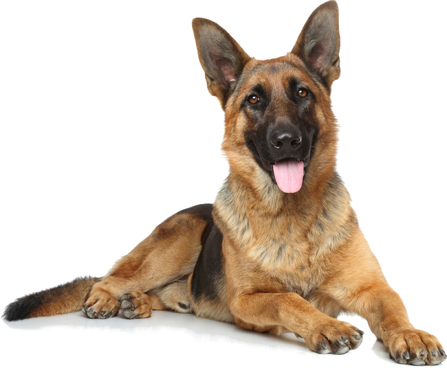 german-shepherd