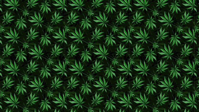 cannabis