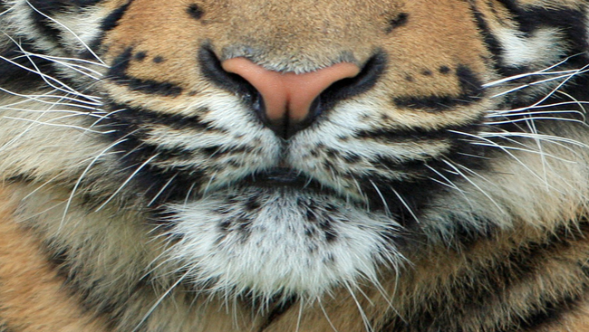 Tigris maszk