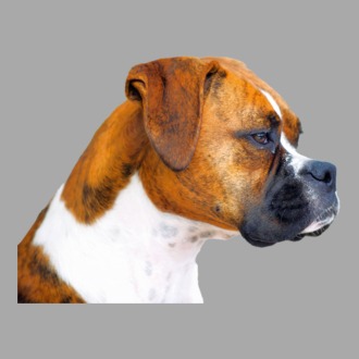 Boxer - kutyabarát minta
