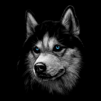Husky portré