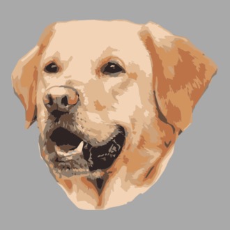 Labrador 