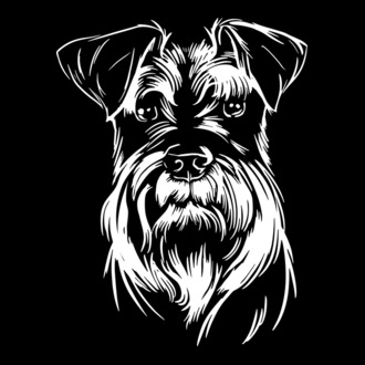 Schnauzer fej