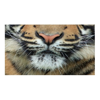 Tigris maszk