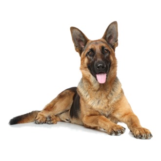 german-shepherd